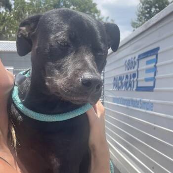 Messi -  Mixed Breed Dog for Adoption in Savannah, Georgia - Messi | PetCurious