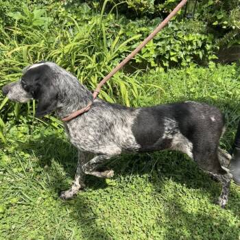 Abbey -  Bluetick Coonhound Dog for Adoption in Shelby, North Carolina - Abbey | PetCurious