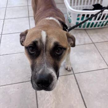 06/15/2026-Stray-22ndStreet-1 -  Mixed Breed Dog for Adoption in Columbus, Georgia - 06/15/2026-Stray-22ndStreet-1 | PetCurious
