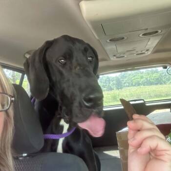 Ink -  Great Dane Dog for Adoption in Shelby, North Carolina - Ink | PetCurious