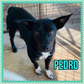 Pedro -  Australian Kelpie and Belgian Shepherd Malinois Dog for Adoption in Bolivar, Tennessee - Pedro | PetCurious