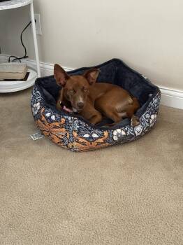 Julie -  Mixed Breed Dog for Adoption in New Albany, Ohio - Julie | PetCurious