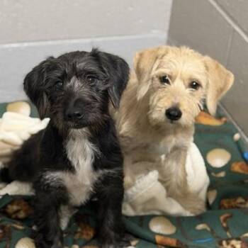 Dark Helmet -  Miniature Schnauzer Dog for Adoption in Sacramento, California - Dark Helmet | PetCurious
