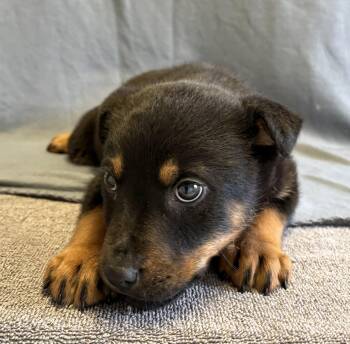 German Shepherd Dog Dogs Available for Adoption - Clover | PetCurious