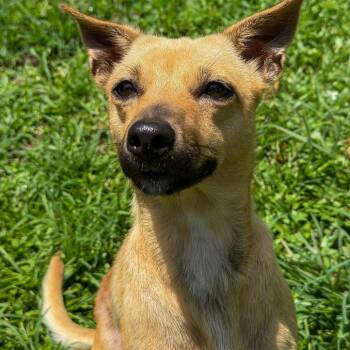 Flute -  Mixed Breed Dog for Adoption in Keaau, Hawaii - Flute | PetCurious