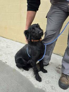 Retriever Dogs Available for Adoption - Maggie Love | PetCurious