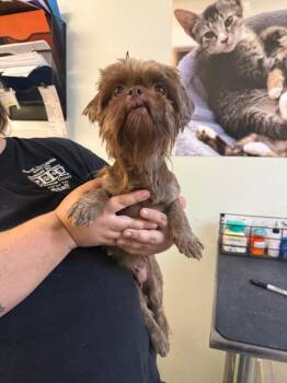 Mixed Breed Dogs Available for Adoption in Ocala, Florida - Meredith Grey | PetCurious