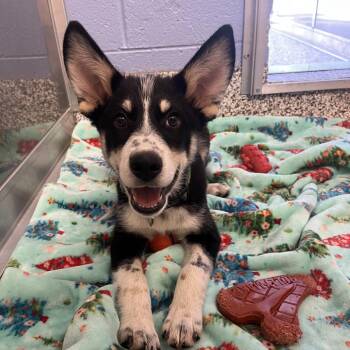 Rocket -  Corgi and Husky Dog for Adoption in Madisonville, Tennessee - Rocket | PetCurious