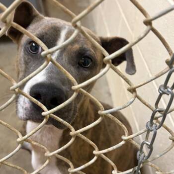 Dallas -  Labrador Retriever and Mixed Breed Dog for Adoption in Palestine, Texas - Dallas | PetCurious