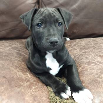 Mixed Breed Dogs Available for Adoption in Marshfield, Wisconsin - Haily | PetCurious