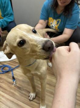 Cameron -  Mixed Breed Dog for Adoption in Raleigh, North Carolina - Cameron | PetCurious