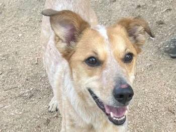 Loretta -  Mixed Breed Dog for Adoption in Georgetown, Texas - Loretta | PetCurious