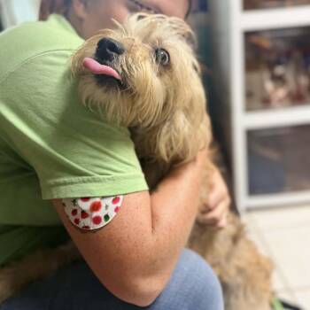 Draco -  Maltese and Terrier Dog for Adoption in Savannah, Georgia - Draco | PetCurious