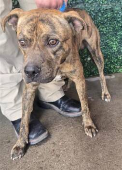 Boreas* -  Pit Bull Terrier and Mixed Breed Dog for Adoption in El Paso, Texas - Boreas* | PetCurious