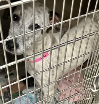 Buttercup -  Australian Cattle Dog Blue Heeler Dog for Adoption in Parma, Ohio - Buttercup | PetCurious