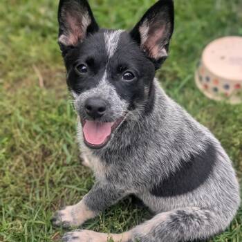 Moss -  Australian Cattle Dog Blue Heeler Dog for Adoption in Watertown, New York - Moss | PetCurious