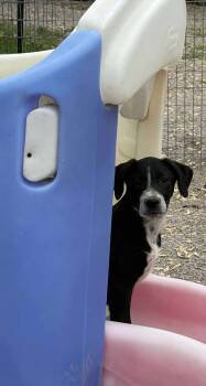 Rescue Siberian Husky and Labrador Retriever Dogs for Adoption in Midway, Utah - Barkley RB | PetCurious