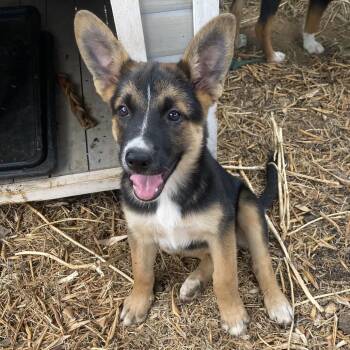 Mulligan -  Shepherd and Terrier Dog for Adoption in Escondido, California - Mulligan | PetCurious