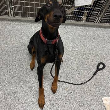 Doberman Pinscher Dogs Available for Adoption in Grand Rapids, Michigan - Caesar | PetCurious