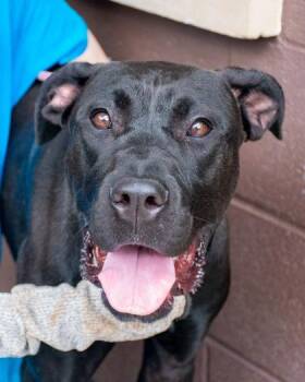 Allison -  Mixed Breed Dog for Adoption in Chamblee, Georgia - Allison | PetCurious