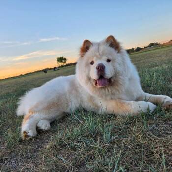 Chow Chow Dogs Available for Adoption in Olathe, Kansas - Winnie | PetCurious