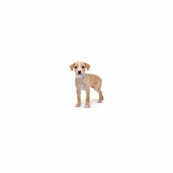 Messi -  Mixed Breed Dog for Adoption in Los Angeles, California - Messi | PetCurious