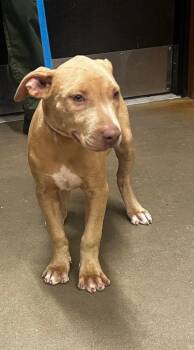 Jane -  Mixed Breed Dog for Adoption in Douglasville, Georgia - Jane | PetCurious