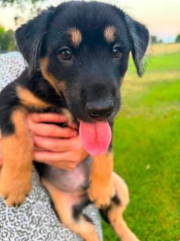Cymbal -  German Shepherd Dog and Labrador Retriever Dog for Adoption in New Baltimore, Michigan - Cymbal | PetCurious