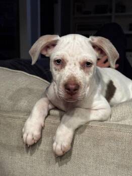 Pit Bull Terrier Dogs Available for Adoption - Junior | PetCurious