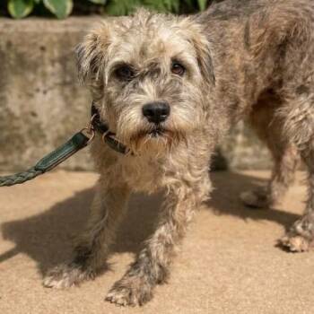 Jill -  Border Terrier Dog for Adoption in Tulsa, Oklahoma - Jill | PetCurious
