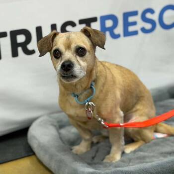 Pug Dogs Available for Adoption - WINSTON | PetCurious