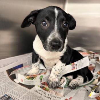 Mixed Breed Dogs Available for Adoption in Columbiana, Alabama - Officer | PetCurious