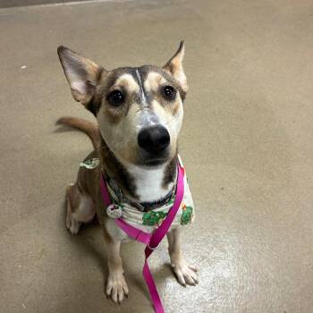 Siberian Husky Dogs Available for Adoption - Snow White | PetCurious