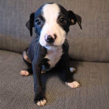 Panda -  Labrador Retriever Dog for Adoption in Brewton, Alabama - Panda | PetCurious
