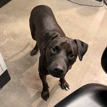 Darius -  Terrier Dog for Adoption in Tampa, Florida - Darius | PetCurious