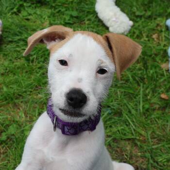 George **available at offsite adoption event on Sunday, 6/14* pl -  Jack Russell Terrier Dog for Adoption in Briarcliff Manor, New York - George **available At Offsite Adoption Event On Sunday, 6/14* Pl | PetCurious