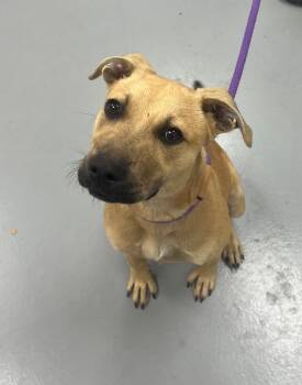 Rescue Labrador Retriever and Shepherd Dogs for Adoption in Hartsville, South Carolina - Celia | PetCurious