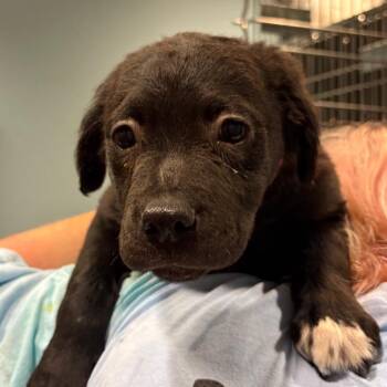 Mixed Breed Dogs Available for Adoption - Aquarius | PetCurious