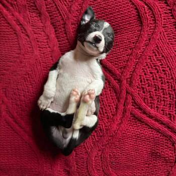 Gerry -  Mixed Breed Dog for Adoption in Buffalo, Minnesota - Gerry | PetCurious