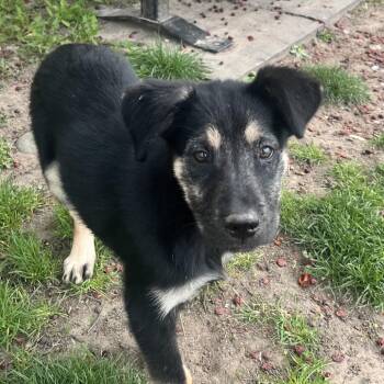 Mixed Breed Dogs Available for Adoption in East Hanover, New Jersey - Jessie | PetCurious