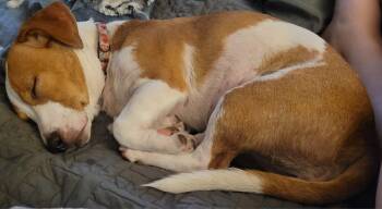 Peanut -  Dachshund Dog for Adoption in Brooklyn Center, Minnesota - Peanut | PetCurious