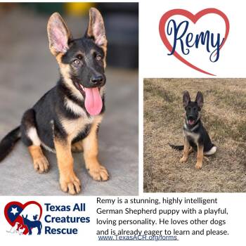 Remy -  German Shepherd Dog Dog for Adoption in Alvarado, Texas - Remy | PetCurious
