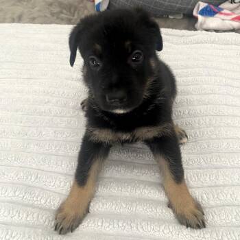 Melissa Duck -  German Shepherd Dog Dog for Adoption in Freeport, Florida - Melissa Duck | PetCurious