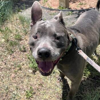 Ray -  Mixed Breed and Pit Bull Terrier Dog for Adoption in Cheyenne, Wyoming - Ray | PetCurious