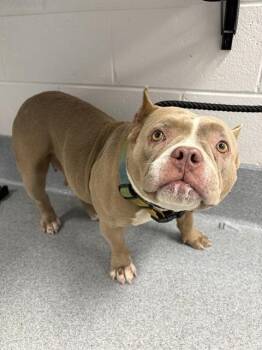 MAXINE -  Pit Bull Terrier Dog for Adoption in Indianapolis, Indiana - MAXINE | PetCurious