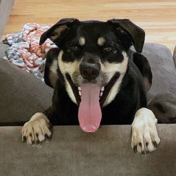 Rescue Pit Bull Terrier and German Shepherd Dog Dogs for Adoption in South Elgin, Illinois - Nala - Home To Home | PetCurious