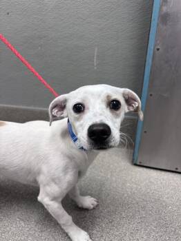 MINKE -  Dachshund and Mixed Breed Dog for Adoption in Las Vegas, Nevada - MINKE | PetCurious