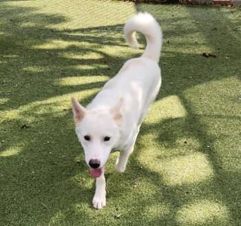 Toasted Coconut -  Mixed Breed and Great Pyrenees Dog for Adoption in Austin, Texas - Toasted Coconut | PetCurious