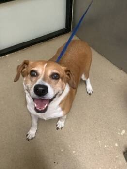 Rescue Retriever and Mixed Breed Dogs for Adoption in Fort Worth, Texas - COOKIE | PetCurious