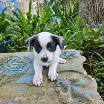 McDash -  Chiweenie Dog for Adoption in Houston, Texas - McDash | PetCurious